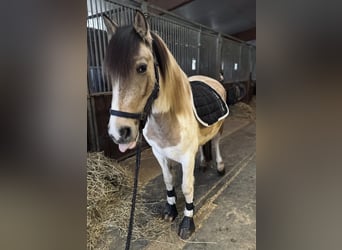 Weitere Ponys/Kleinpferde, Stute, 6 Jahre, 147 cm, Schecke