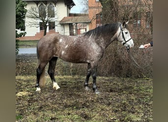 Weitere Ponys/Kleinpferde, Stute, 6 Jahre, 148 cm, Apfelschimmel