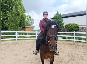 Weitere Ponys/Kleinpferde, Stute, 6 Jahre, 148 cm, Dunkelbrauner