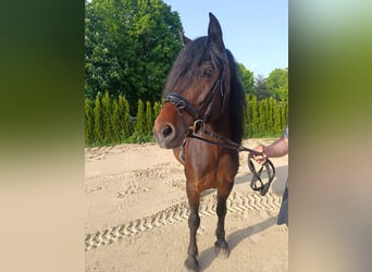 Weitere Ponys/Kleinpferde, Stute, 6 Jahre, 148 cm, Dunkelbrauner