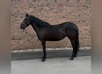 Weitere Ponys/Kleinpferde, Stute, 6 Jahre, 148 cm, Rappe
