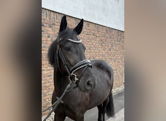 Weitere Ponys/Kleinpferde, Stute, 6 Jahre, 148 cm, Rappe