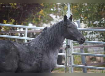 Weitere Ponys/Kleinpferde, Stute, 6 Jahre, 148 cm, Roan-Blue