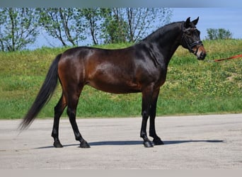 Weitere Ponys/Kleinpferde, Stute, 6 Jahre, 149 cm, Brauner