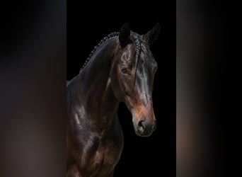 Weitere Ponys/Kleinpferde, Stute, 6 Jahre, 149 cm, Brauner