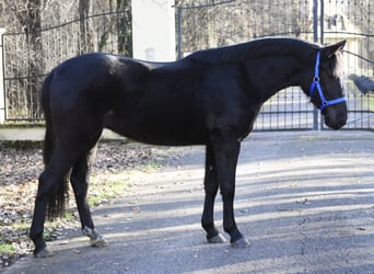 Weitere Ponys/Kleinpferde, Stute, 6 Jahre, 149 cm, Rappe