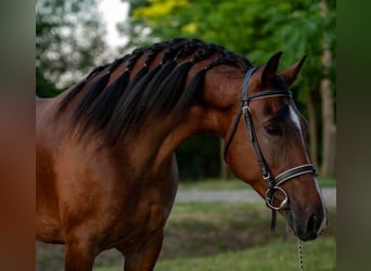 Weitere Ponys/Kleinpferde, Stute, 6 Jahre, 150 cm