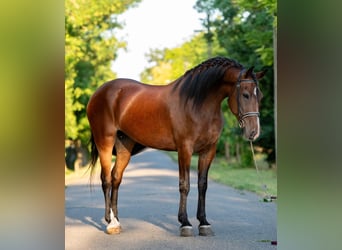 Weitere Ponys/Kleinpferde, Stute, 6 Jahre, 150 cm