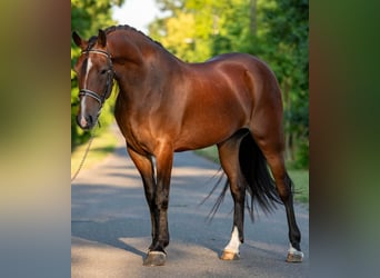 Weitere Ponys/Kleinpferde, Stute, 6 Jahre, 150 cm