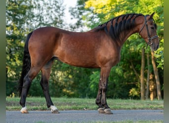 Weitere Ponys/Kleinpferde, Stute, 6 Jahre, 150 cm