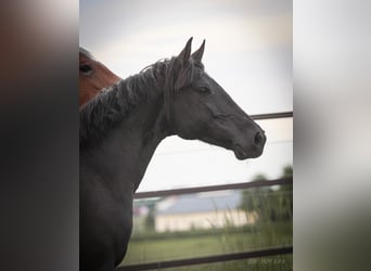 Weitere Ponys/Kleinpferde Mix, Stute, 6 Jahre, 150 cm, Rappe