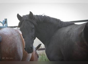 Weitere Ponys/Kleinpferde Mix, Stute, 6 Jahre, 150 cm, Rappe