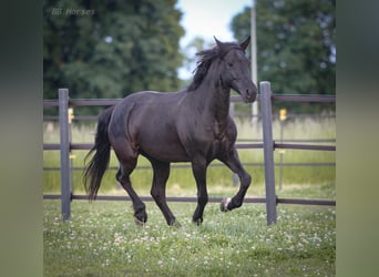 Weitere Ponys/Kleinpferde Mix, Stute, 6 Jahre, 150 cm, Rappe