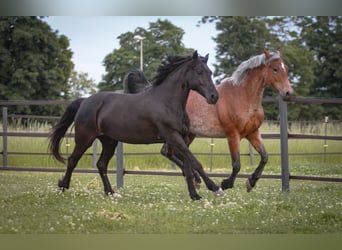Weitere Ponys/Kleinpferde Mix, Stute, 6 Jahre, 150 cm, Rappe