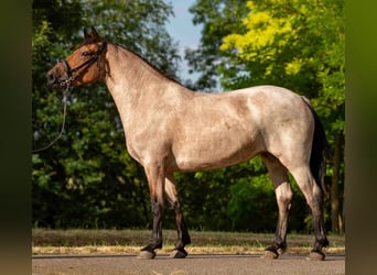 Weitere Ponys/Kleinpferde, Stute, 6 Jahre, 150 cm, Roan-Red