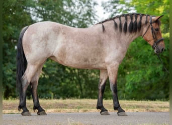 Weitere Ponys/Kleinpferde, Stute, 6 Jahre, 150 cm, Roan-Red