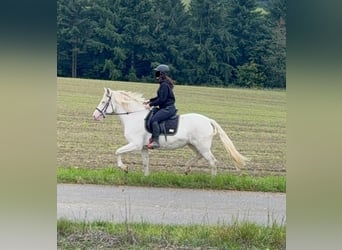 Weitere Ponys/Kleinpferde, Stute, 6 Jahre, 151 cm, Cremello