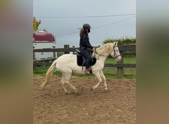 Weitere Ponys/Kleinpferde, Stute, 6 Jahre, 151 cm, Cremello