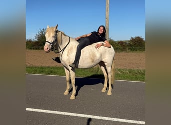 Weitere Ponys/Kleinpferde, Stute, 6 Jahre, 151 cm, Cremello