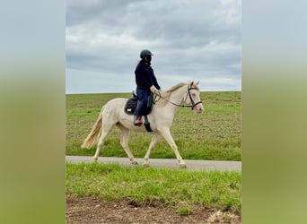Weitere Ponys/Kleinpferde, Stute, 6 Jahre, 151 cm, Cremello
