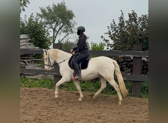 Weitere Ponys/Kleinpferde, Stute, 6 Jahre, 151 cm, Cremello