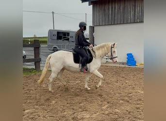 Weitere Ponys/Kleinpferde, Stute, 6 Jahre, 151 cm, Cremello