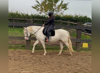 Weitere Ponys/Kleinpferde, Stute, 6 Jahre, 151 cm, Cremello