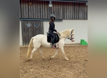 Weitere Ponys/Kleinpferde, Stute, 6 Jahre, 151 cm, Cremello
