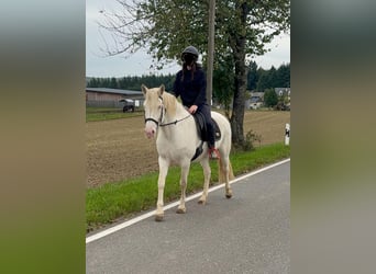 Weitere Ponys/Kleinpferde, Stute, 6 Jahre, 151 cm, Cremello