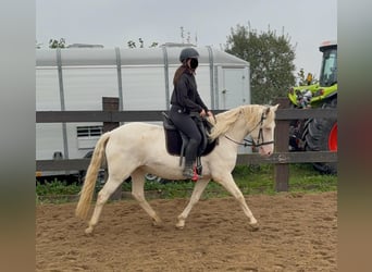 Weitere Ponys/Kleinpferde, Stute, 6 Jahre, 151 cm, Cremello