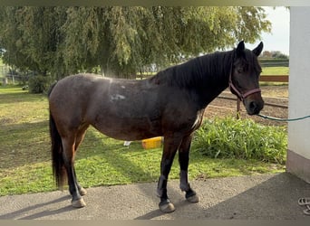 Weitere Ponys/Kleinpferde Mix, Stute, 6 Jahre, 151 cm, Falbe