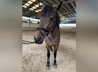 Weitere Ponys/Kleinpferde, Stute, 6 Jahre, 151 cm, Falbe