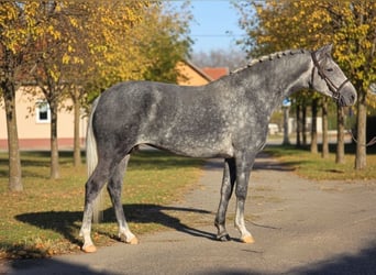Weitere Ponys/Kleinpferde, Stute, 6 Jahre, 152 cm, Apfelschimmel