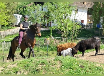 Weitere Ponys/Kleinpferde, Stute, 6 Jahre, 154 cm, Brauner