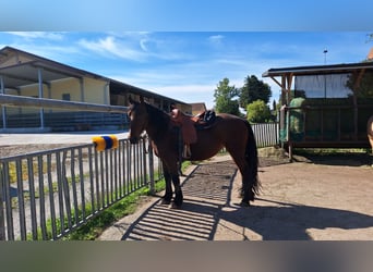 Weitere Ponys/Kleinpferde, Stute, 6 Jahre, 155 cm, Brauner