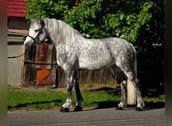 Weitere Ponys/Kleinpferde, Stute, 6 Jahre, 157 cm, Apfelschimmel