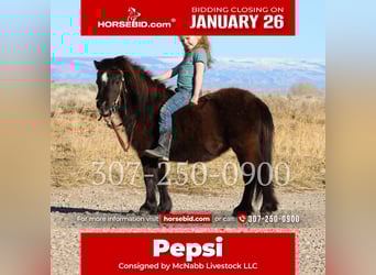 Weitere Ponys/Kleinpferde, Stute, 6 Jahre, 69 cm, Rappe