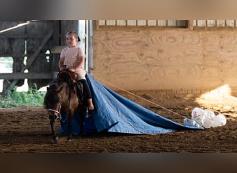 Weitere Ponys/Kleinpferde, Stute, 6 Jahre, 84 cm, Rotbrauner
