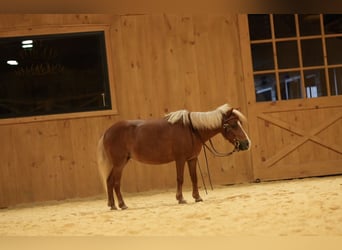 Weitere Ponys/Kleinpferde, Stute, 6 Jahre, 91 cm, Palomino