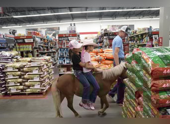 Weitere Ponys/Kleinpferde, Stute, 6 Jahre, 91 cm, Palomino