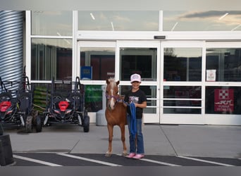Weitere Ponys/Kleinpferde, Stute, 6 Jahre, 91 cm, Palomino