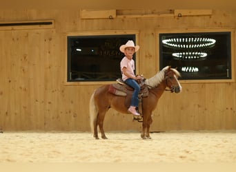 Weitere Ponys/Kleinpferde, Stute, 6 Jahre, 91 cm, Palomino