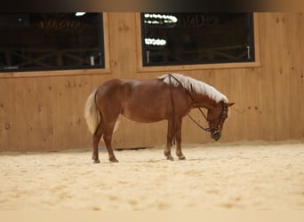 Weitere Ponys/Kleinpferde, Stute, 6 Jahre, 91 cm, Palomino