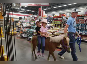 Weitere Ponys/Kleinpferde, Stute, 6 Jahre, 91 cm, Palomino