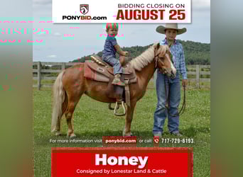 Weitere Ponys/Kleinpferde, Stute, 6 Jahre, 91 cm, Palomino