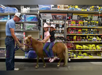 Weitere Ponys/Kleinpferde, Stute, 6 Jahre, 91 cm, Palomino