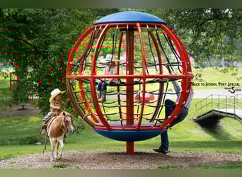 Weitere Ponys/Kleinpferde, Stute, 6 Jahre, 91 cm, Roan-Bay
