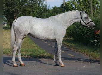 Weitere Ponys/Kleinpferde, Stute, 6 Jahre, Schimmel