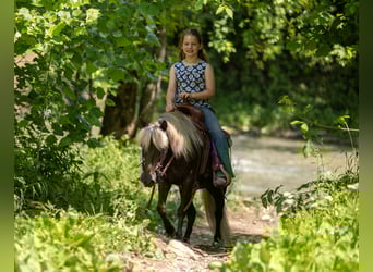 Weitere Ponys/Kleinpferde, Stute, 7 Jahre, 107 cm