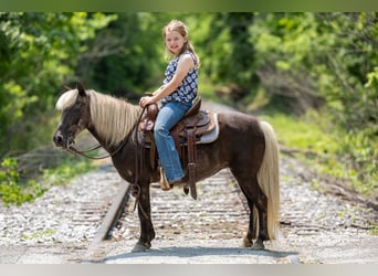 Weitere Ponys/Kleinpferde, Stute, 7 Jahre, 107 cm